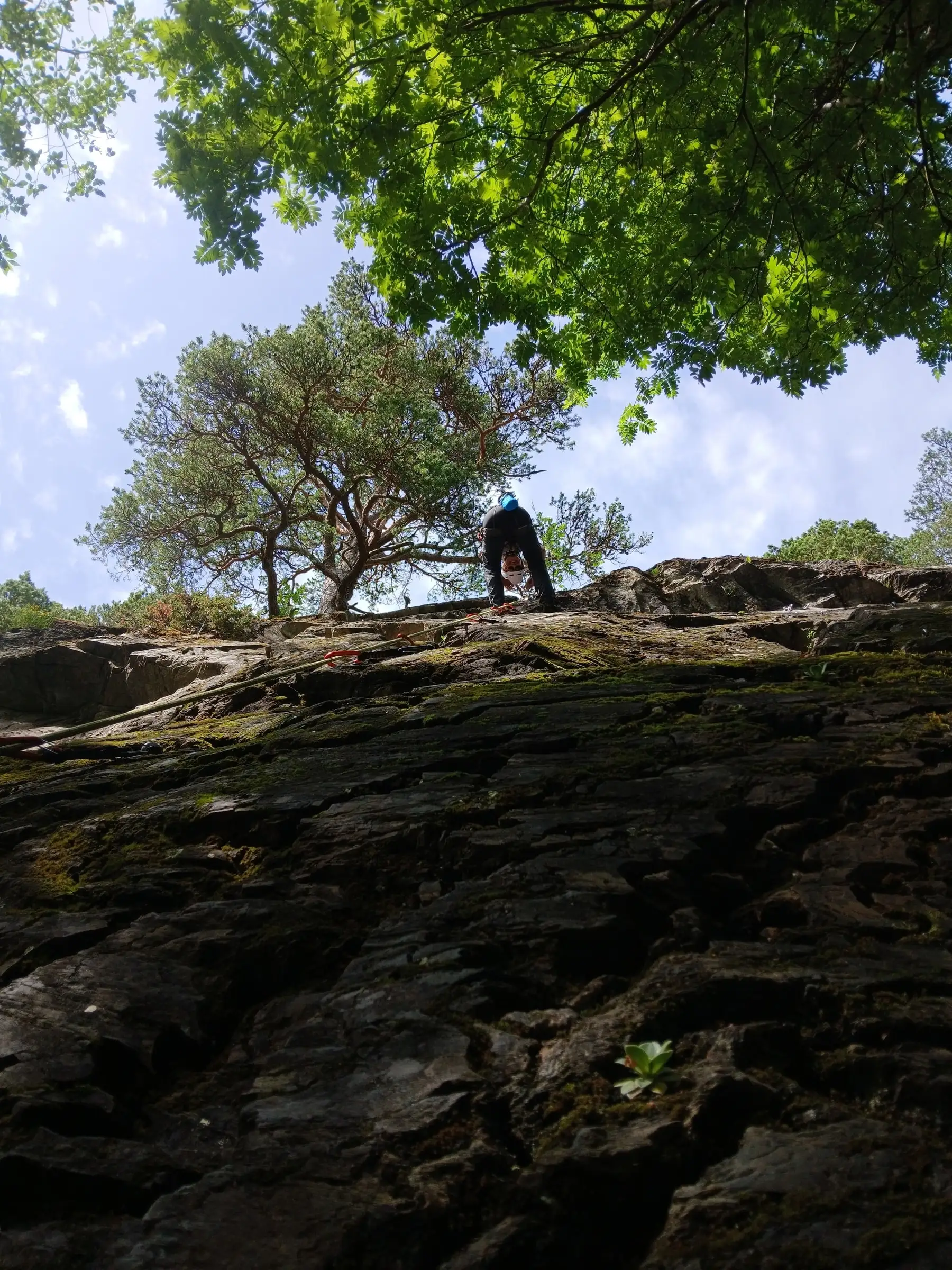 Looking up a mossy slab at a climber topping out through oak leaves
